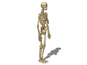 human skeleton 3d model free download